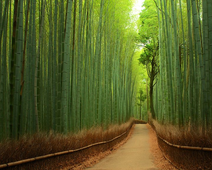 Chlorophyll shadows and the soft whispering sway of bamboo trunks characterize the Arashiyama bamboo forest outside Kyoto, Japan. This beautiful grove is both peaceful and naturally aesthetic. Bamboo, an exotic, giant grass, is a rich and fascinating part of Japanese culture and has huge potential as a green resource. 