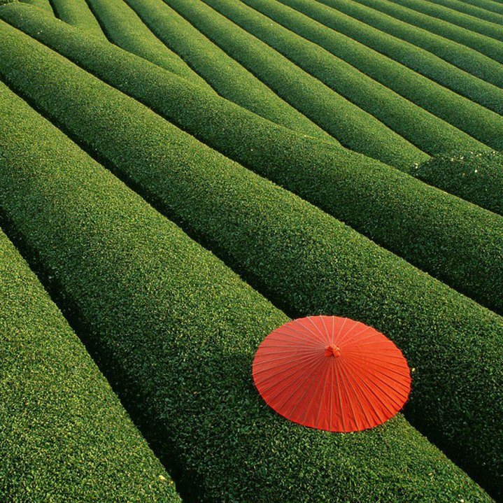 The coastal province of Zhejiang is famed for their gorgeous green tea fields. 