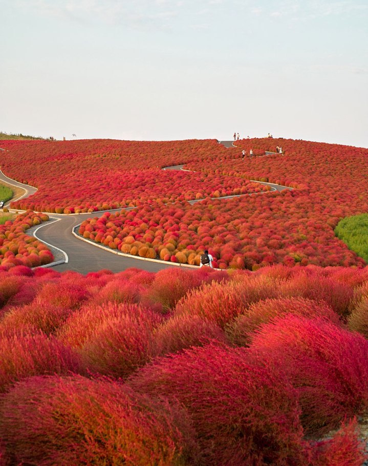 The Red Beach is located in the Liaohe River Delta, about 30 kilometer southwest of Panjin City in China. The beach gets its name from its appearance, which is caused by a type of sea weed that flourishes in the saline-alkali soil. The weed that start growing during April or May remains green during the summer. In autumn, this weed turns flaming red, and the beach looks as if it was covered by an infinite red carpet that creates a rare red sea landscape. Most of the Red Beach is a nature reserve and closed to the public. Only a small, remote, section is open for tourists. 