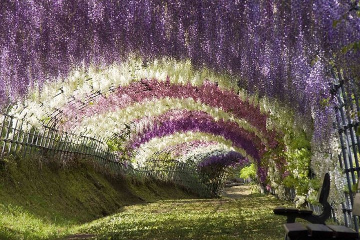 An exquisite tunnel of cascading flowers. ... Wisteria Tunnel is bloom. 