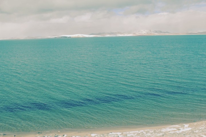 Kingdom of all kinds of birds 