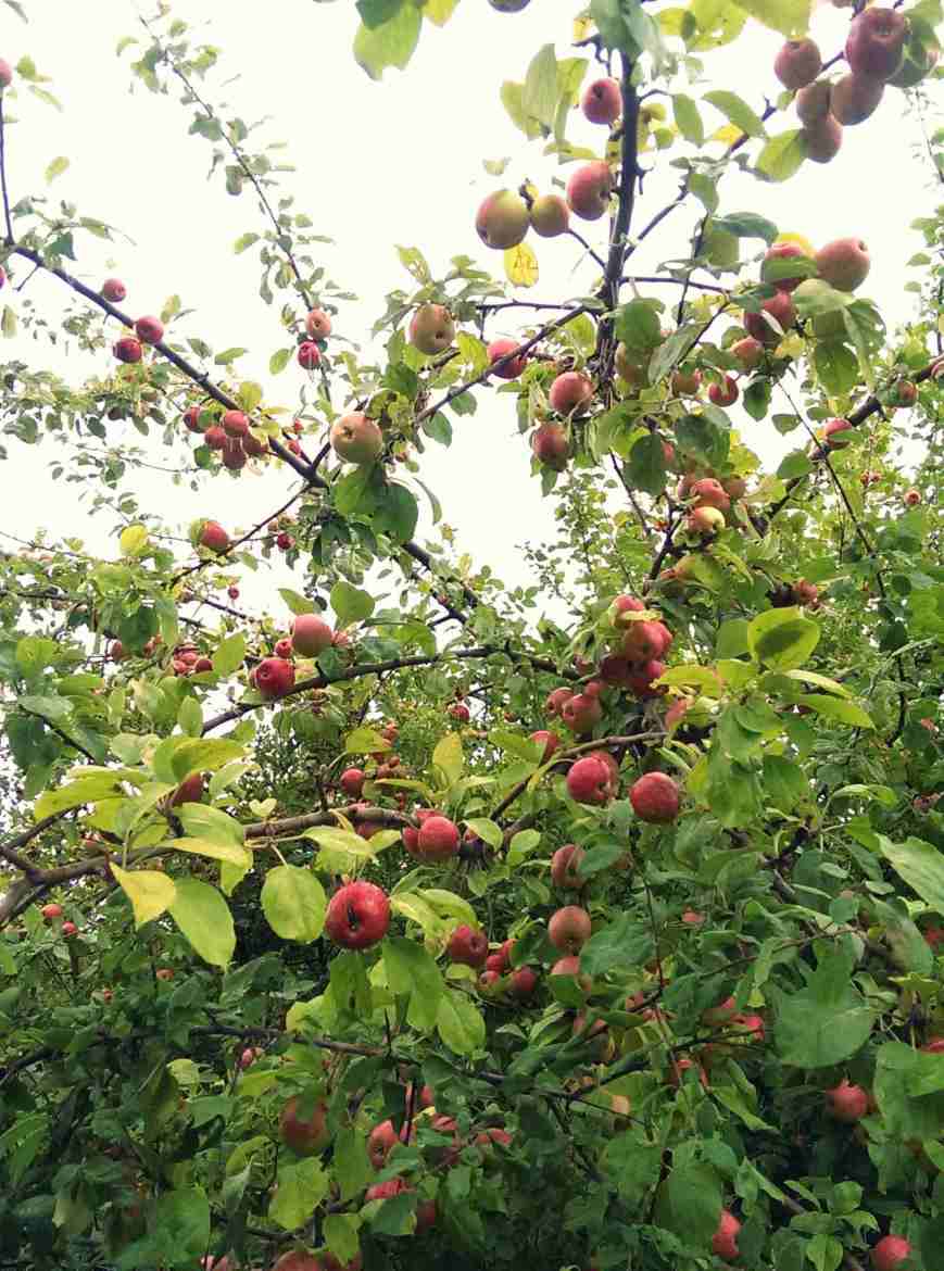 Táo trĩu quả 