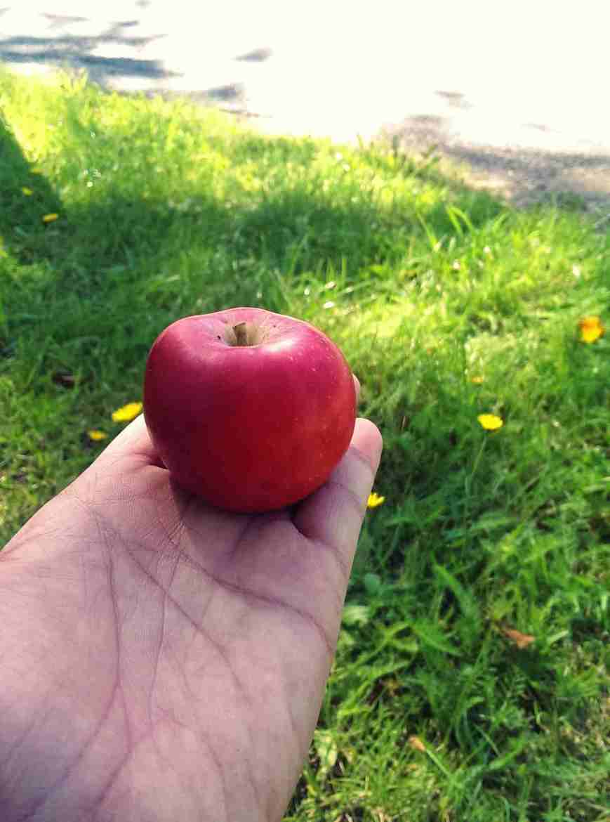 Trên tay quả táo chín mọng 