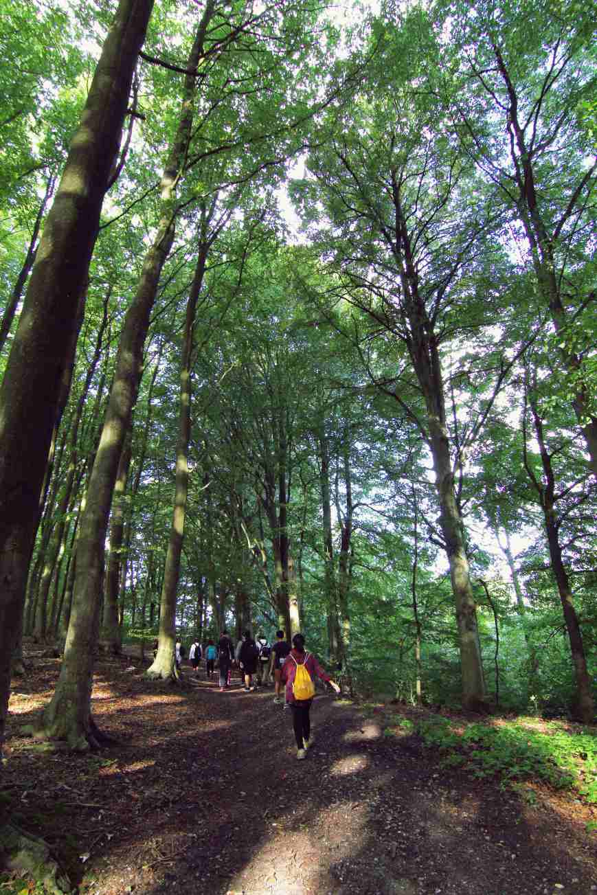 Chúng tôi đi băng qua những cánh rừng rất xanh