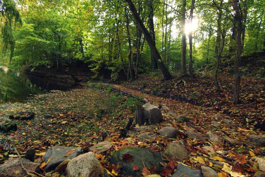 Khu rừng bí mật ở sau trường 