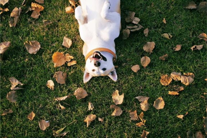 1917087_1680989922169635_2785234857576218206_n