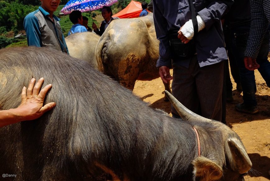 13391399_866717496766586_4832974884455101902_o