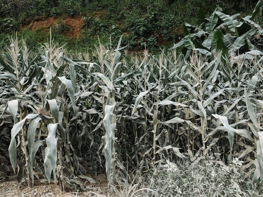 13391471_868183599953309_6003019986142080635_o