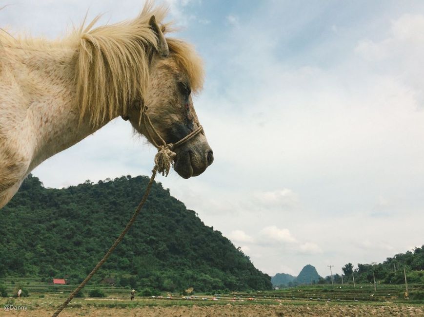 13391536_868184553286547_4634257794948026279_o