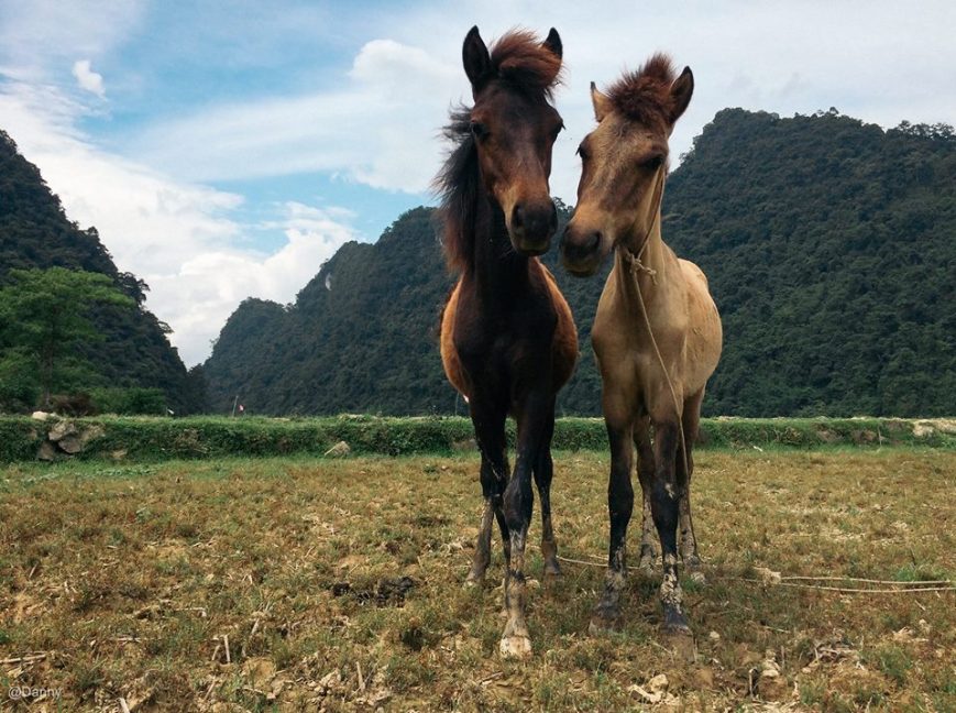 13422195_868183329953336_2162494836887788140_o