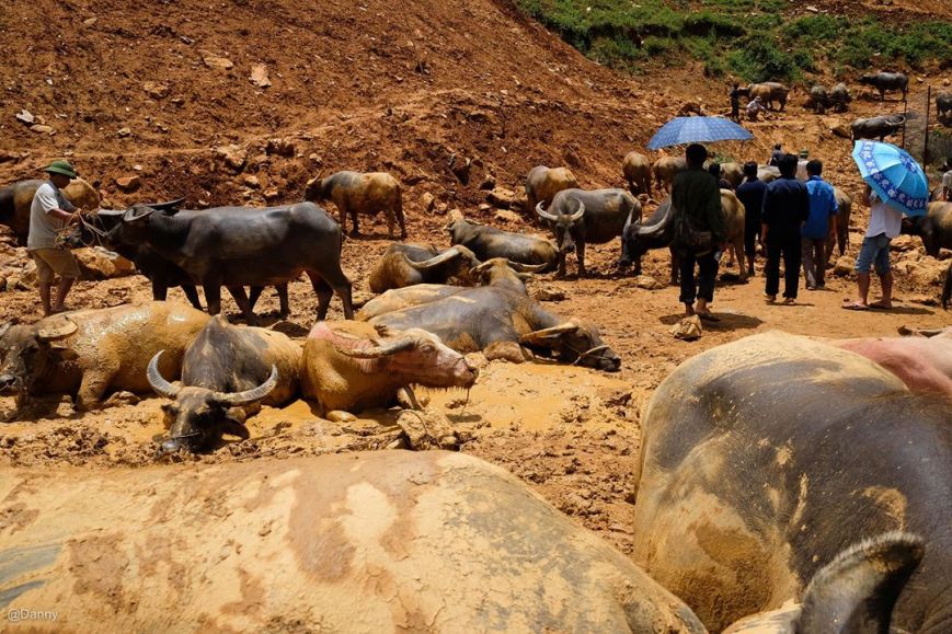 13433296_866717283433274_6512632658517771010_o