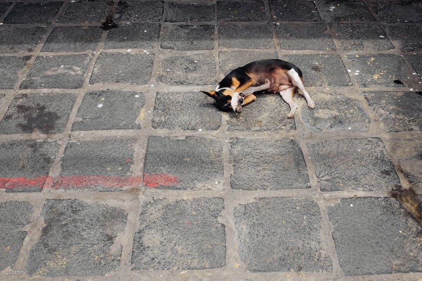 13502981_872990562805946_5157724643848795911_o