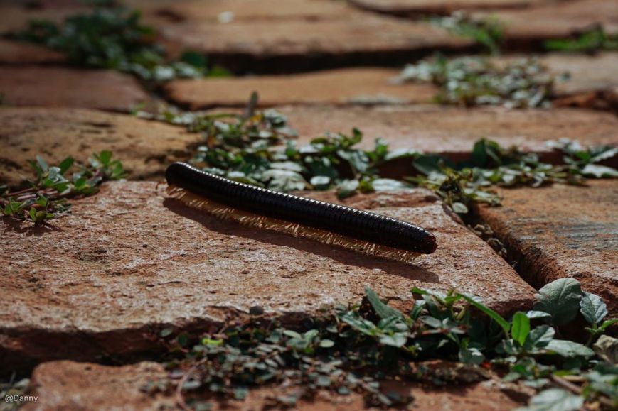 13528224_876498322455170_3274703207391192552_o