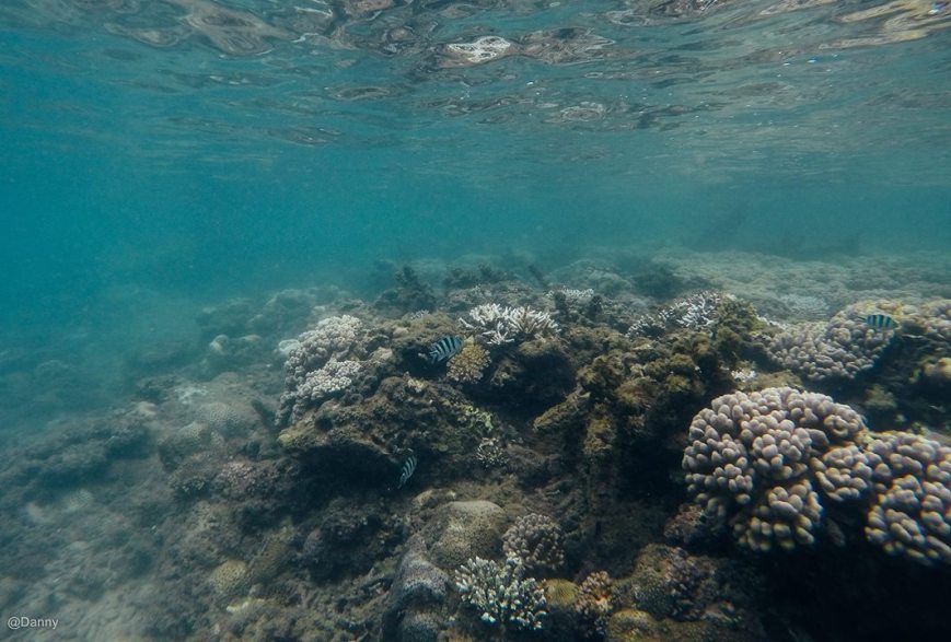 13558599_877177262387276_99789928207983615_o