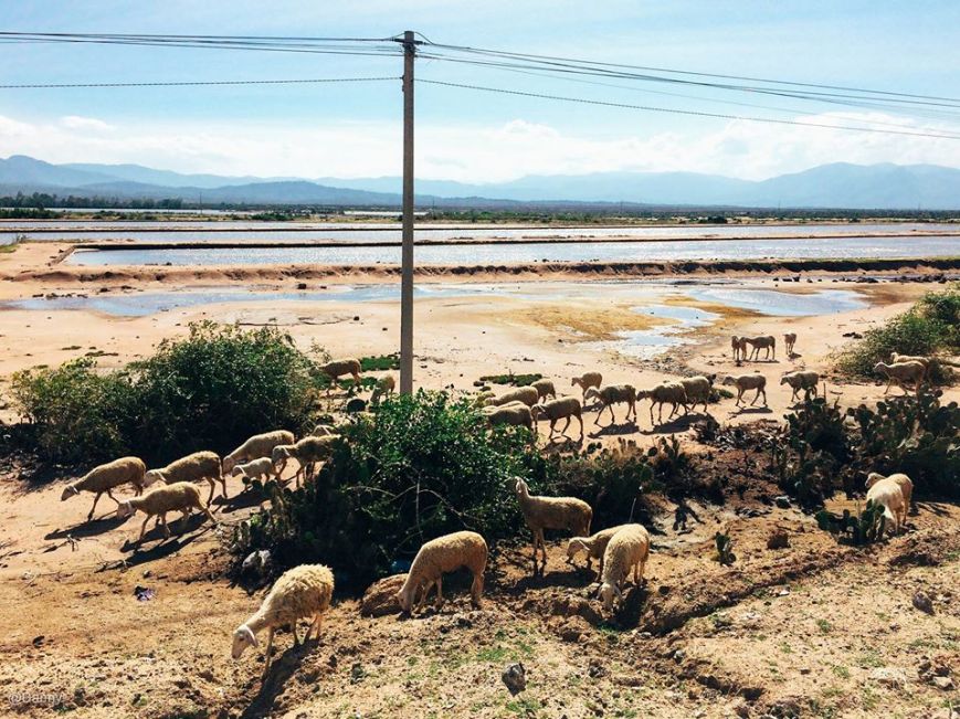 13558676_877179255720410_5212069235129692201_o