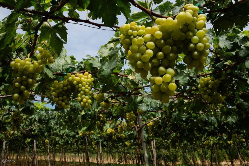 13580445_876495832455419_4342392479070751334_o